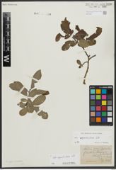 Foto von Salix appendiculata Vill.